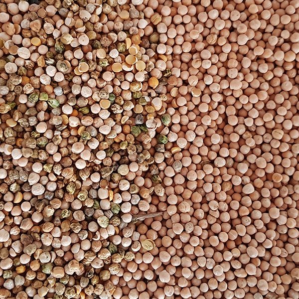 Сортировка нута фотосепаратором TAIHO: исходная партия и чистый продукт